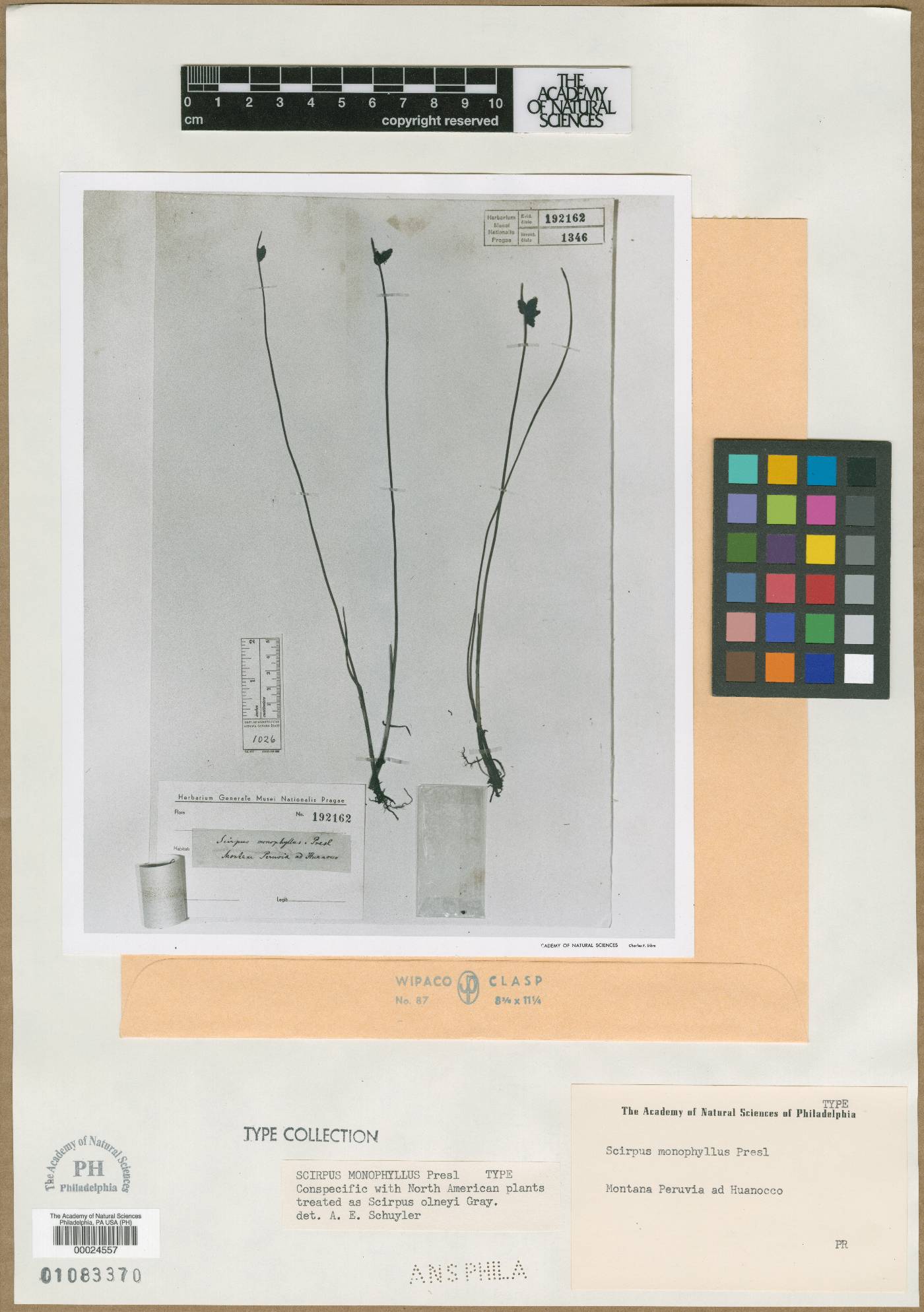 Scirpus monophyllus image