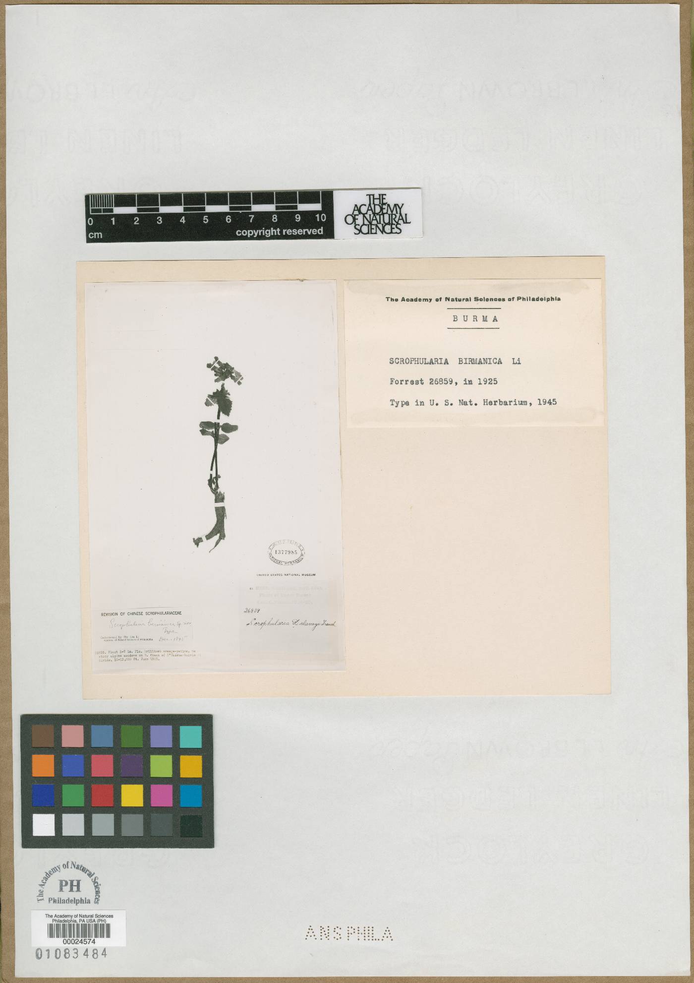 Scrophularia birmanica image