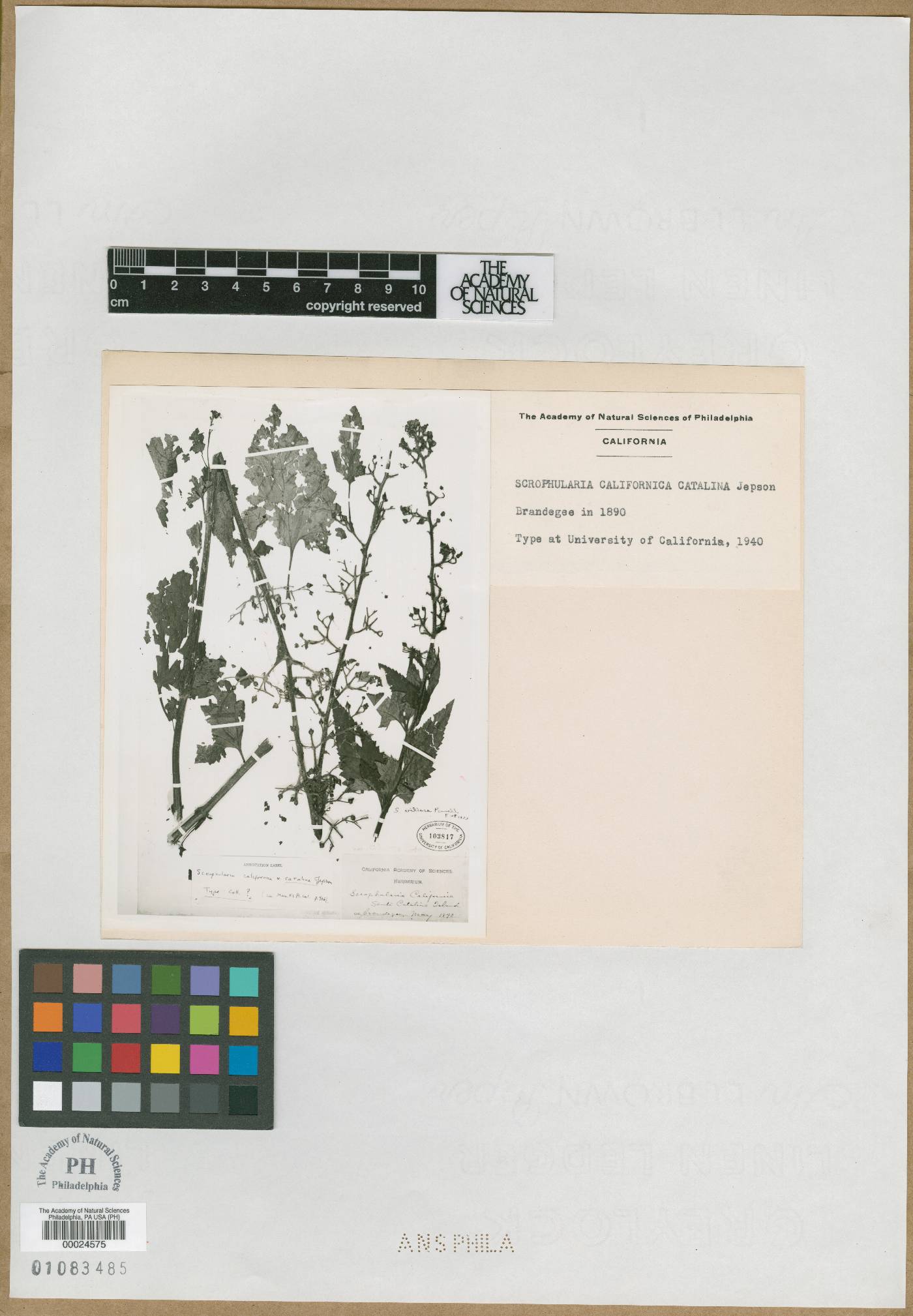 Scrophularia californica var. catalina image