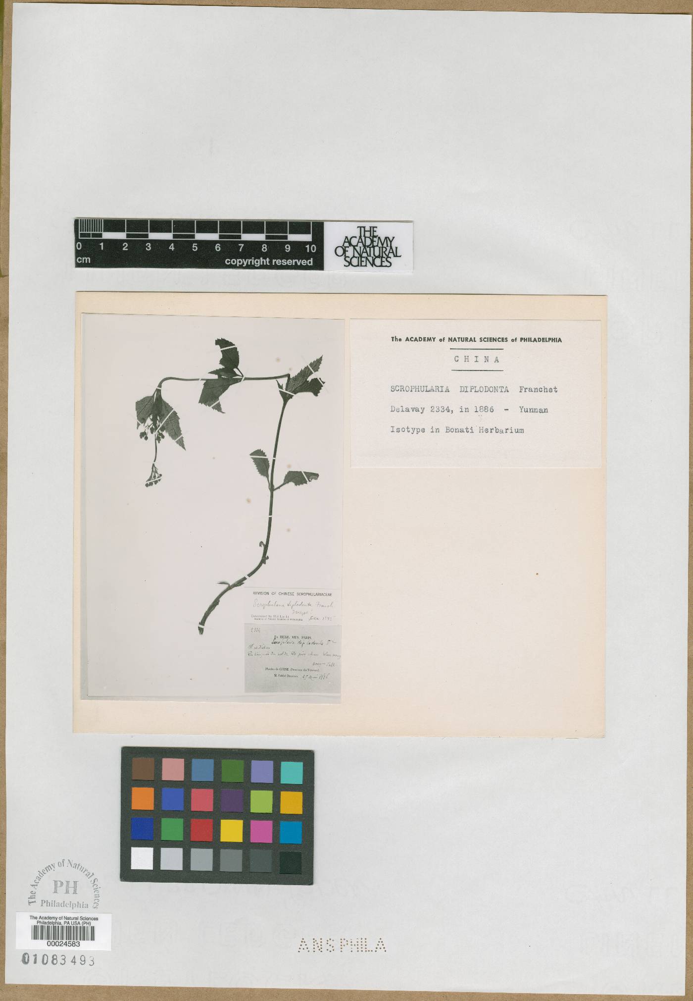 Scrophularia diplodonta image