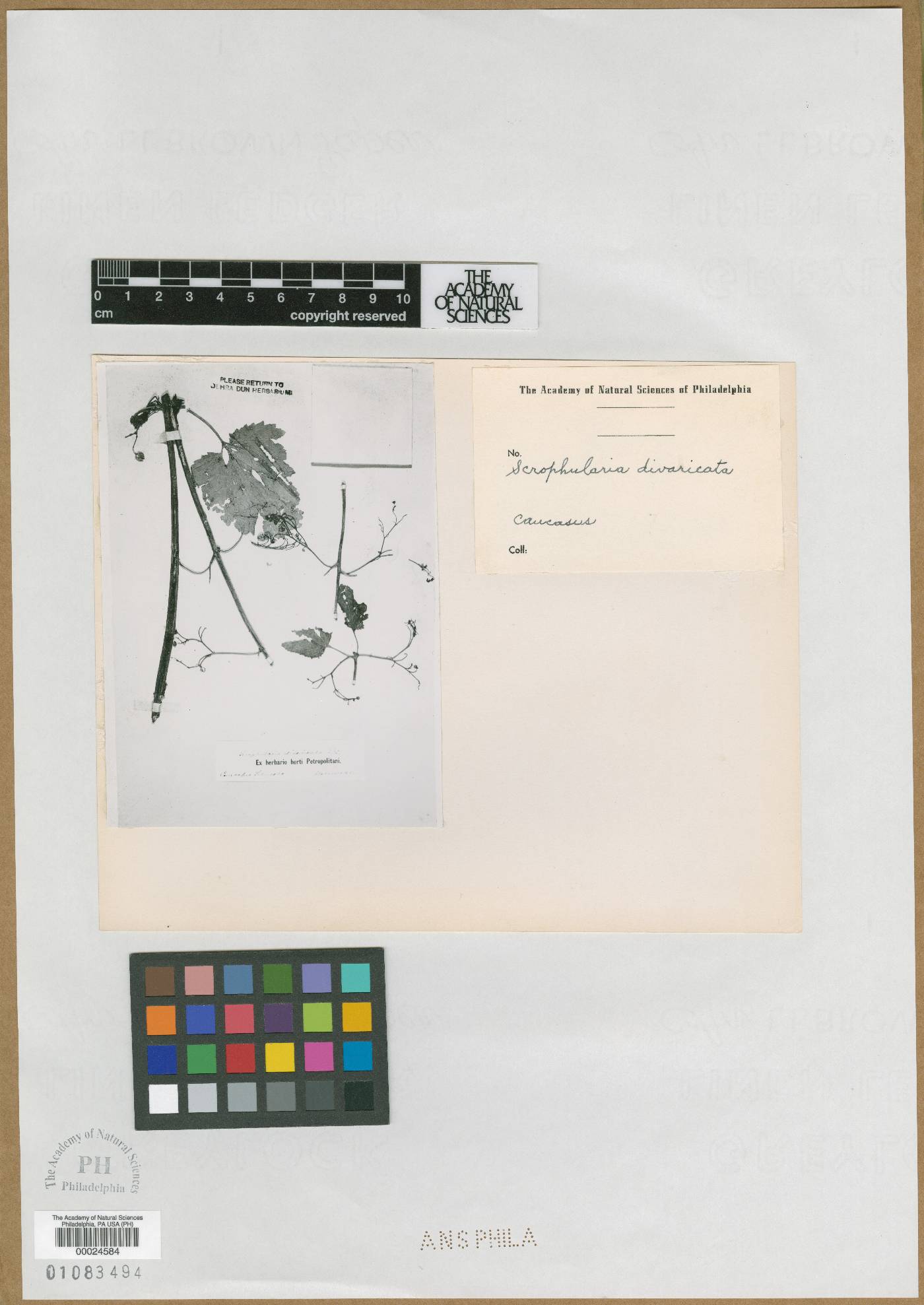 Scrophularia divaricata image