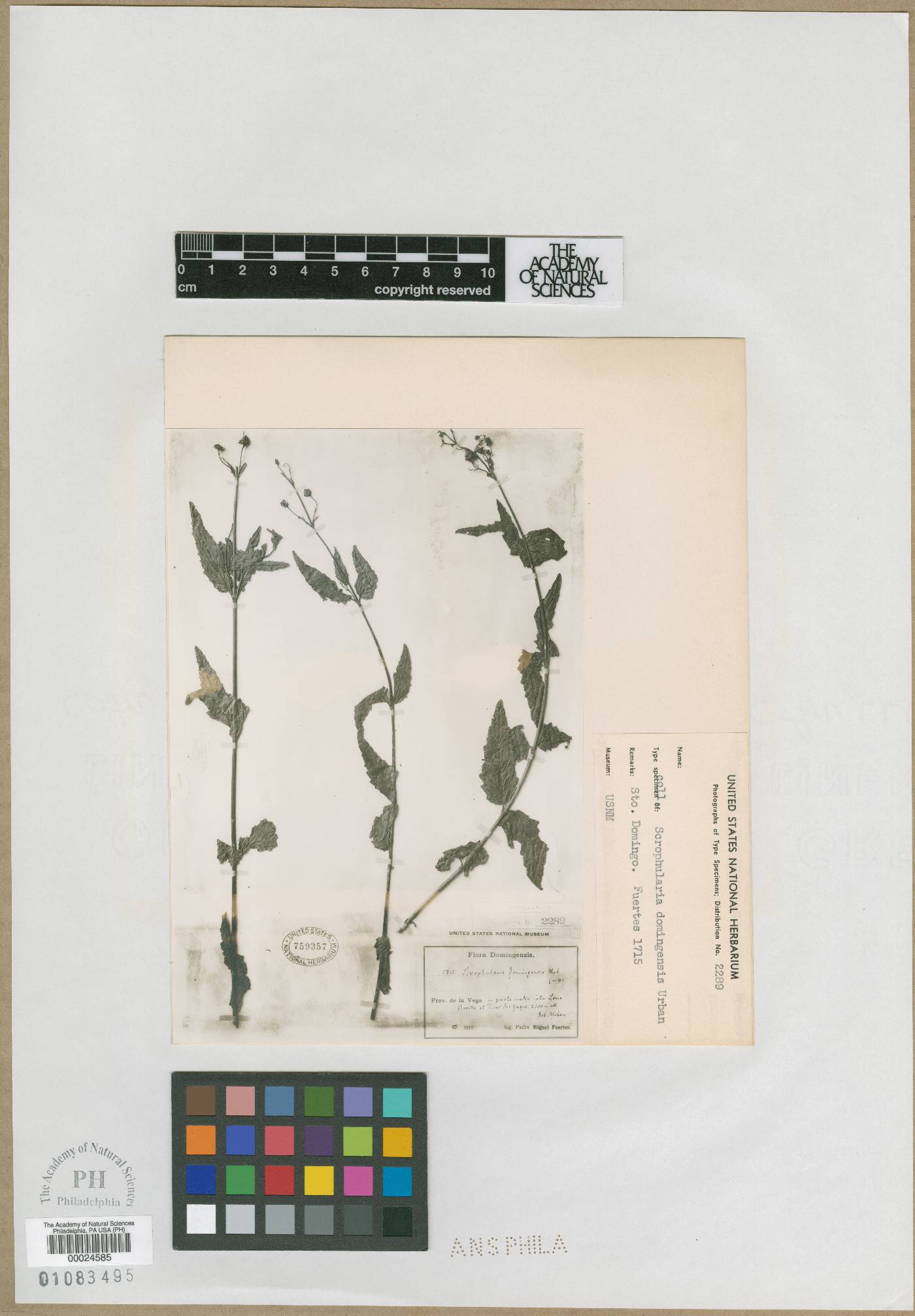 Scrophularia domingensis image