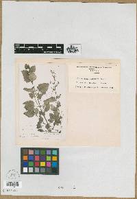 Scrophularia urticifolia image