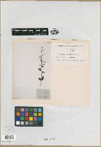 Scrophularia ningpoensis image