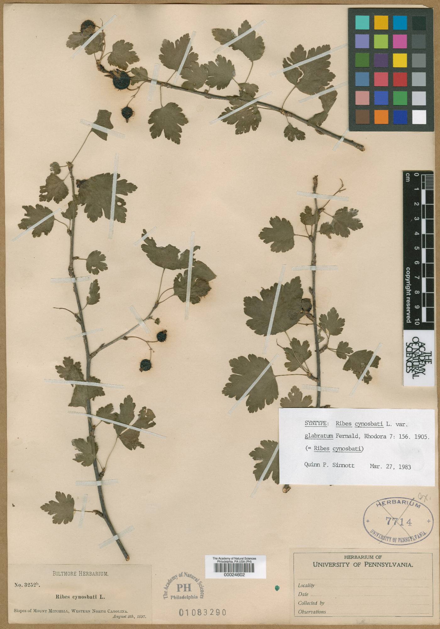 Ribes cynosbati var. glabratum image