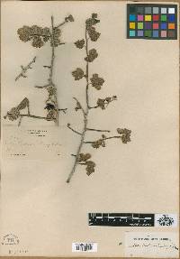 Image of Ribes palmeri