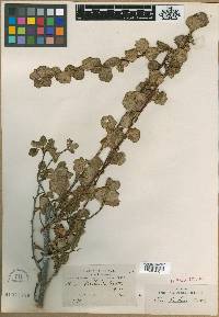 Image of Ribes pentlandii
