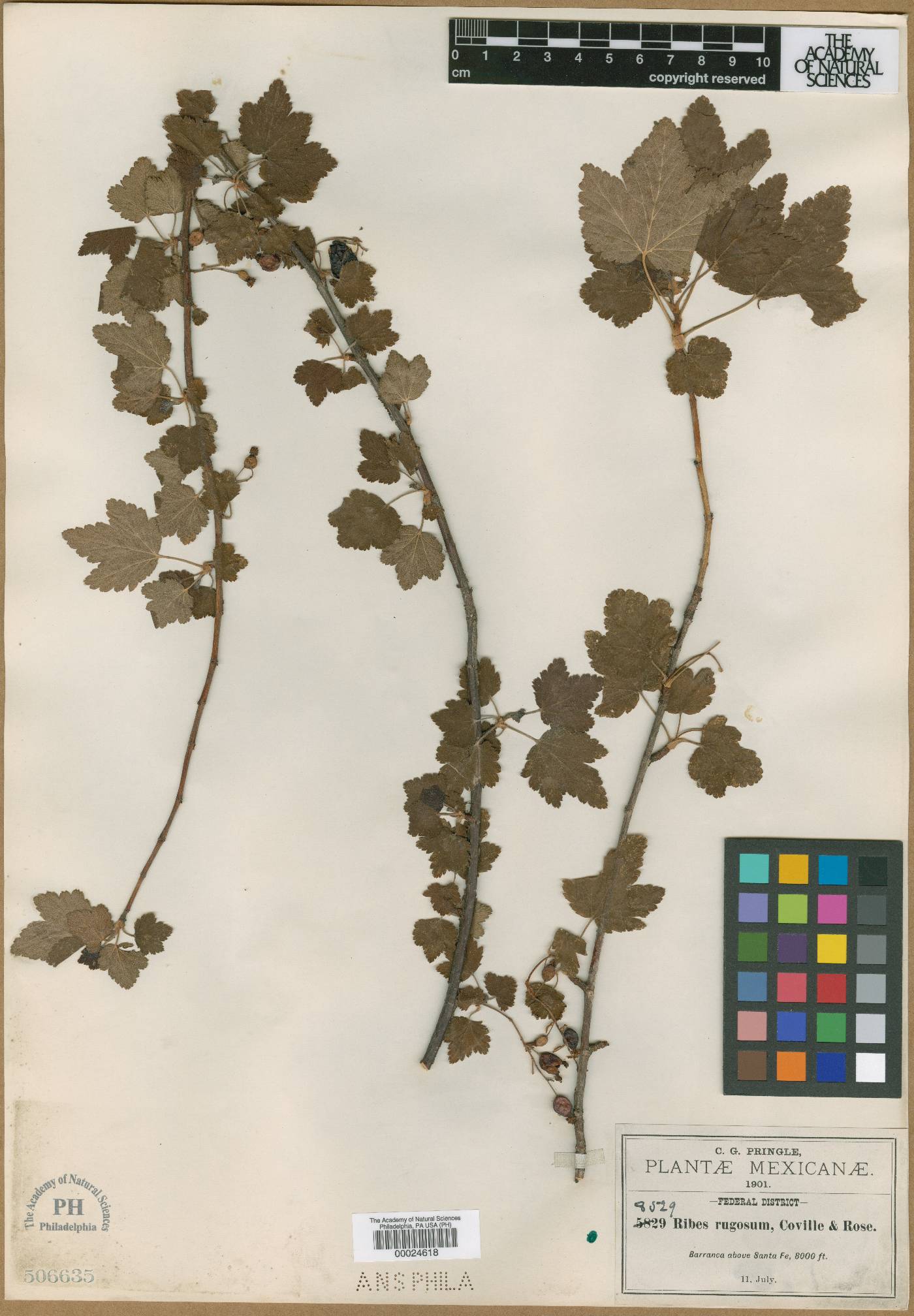 Ribes rugosum image