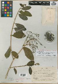 Image of Monnina tenuifolia