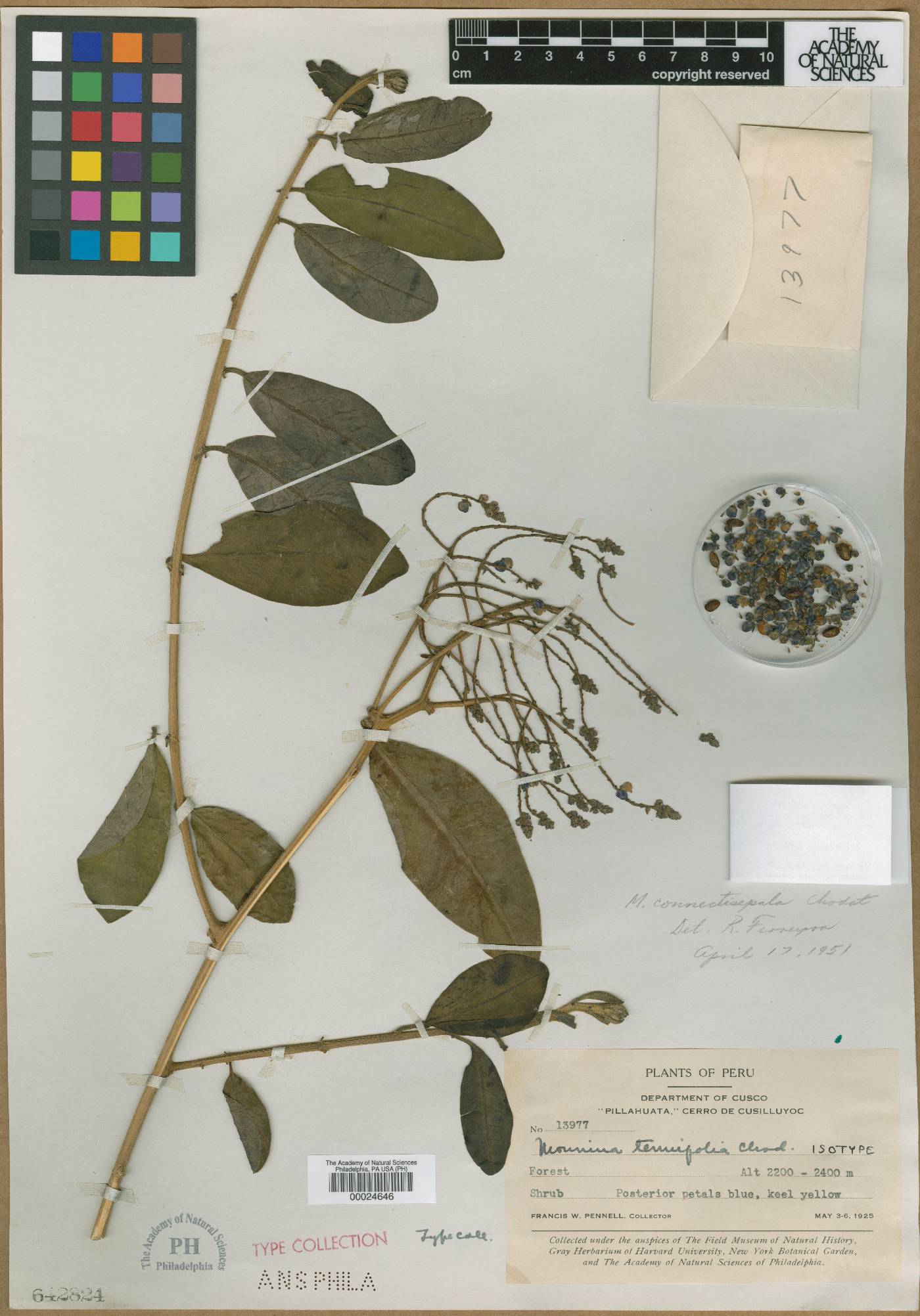Monnina tenuifolia image