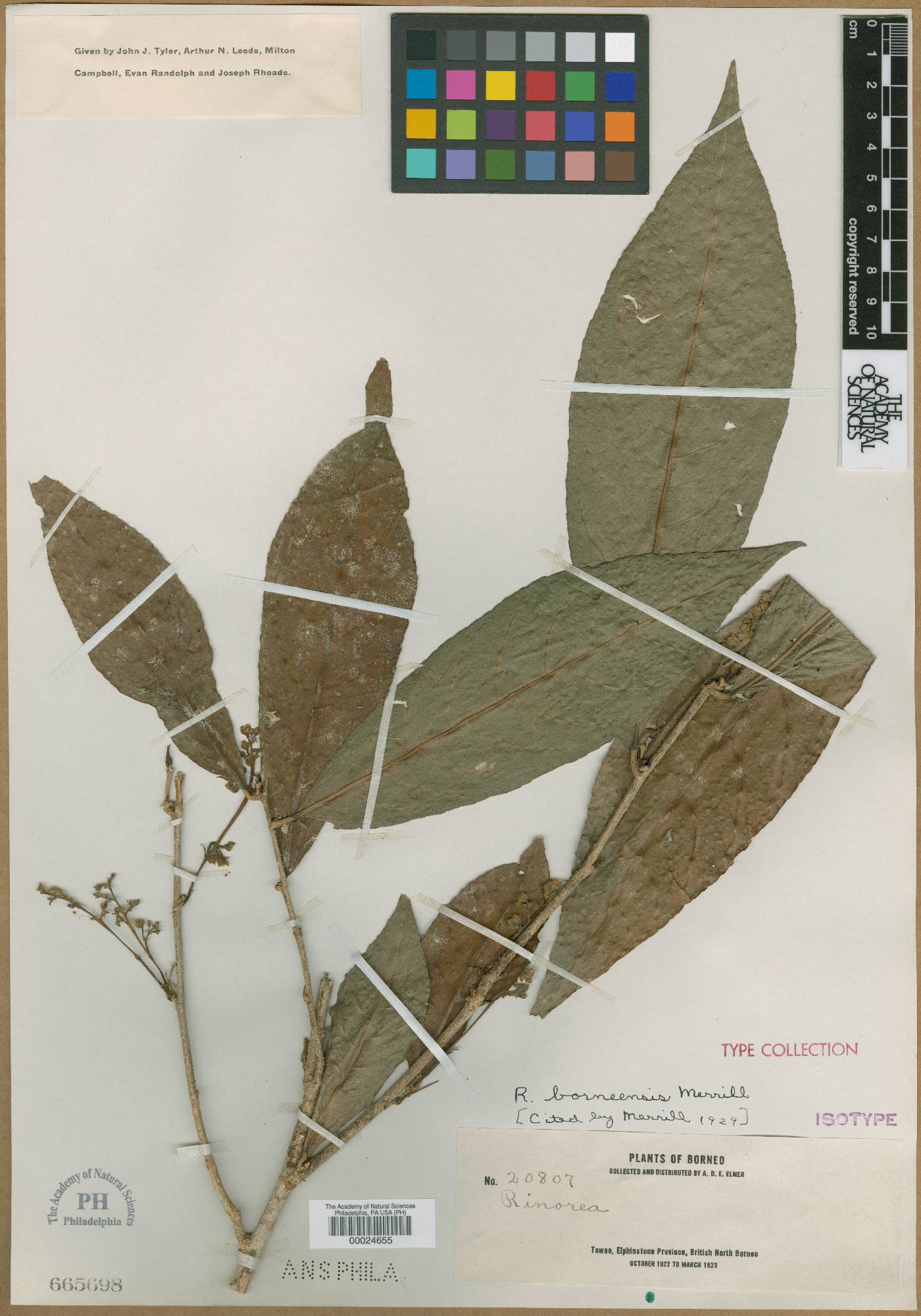 Rinorea longiracemosa image