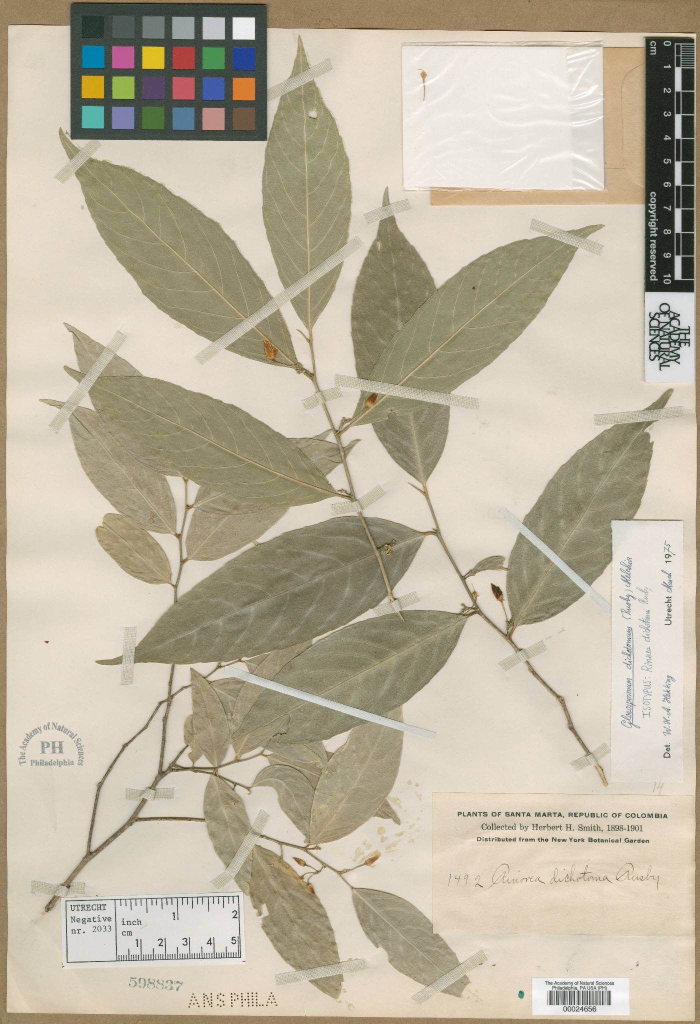 Gloeospermum dichotomum image