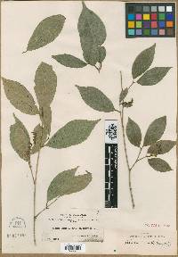 Rinorea viridifolia image