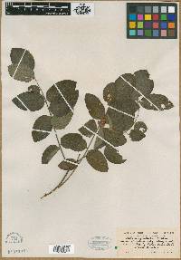 Robinia pallida image