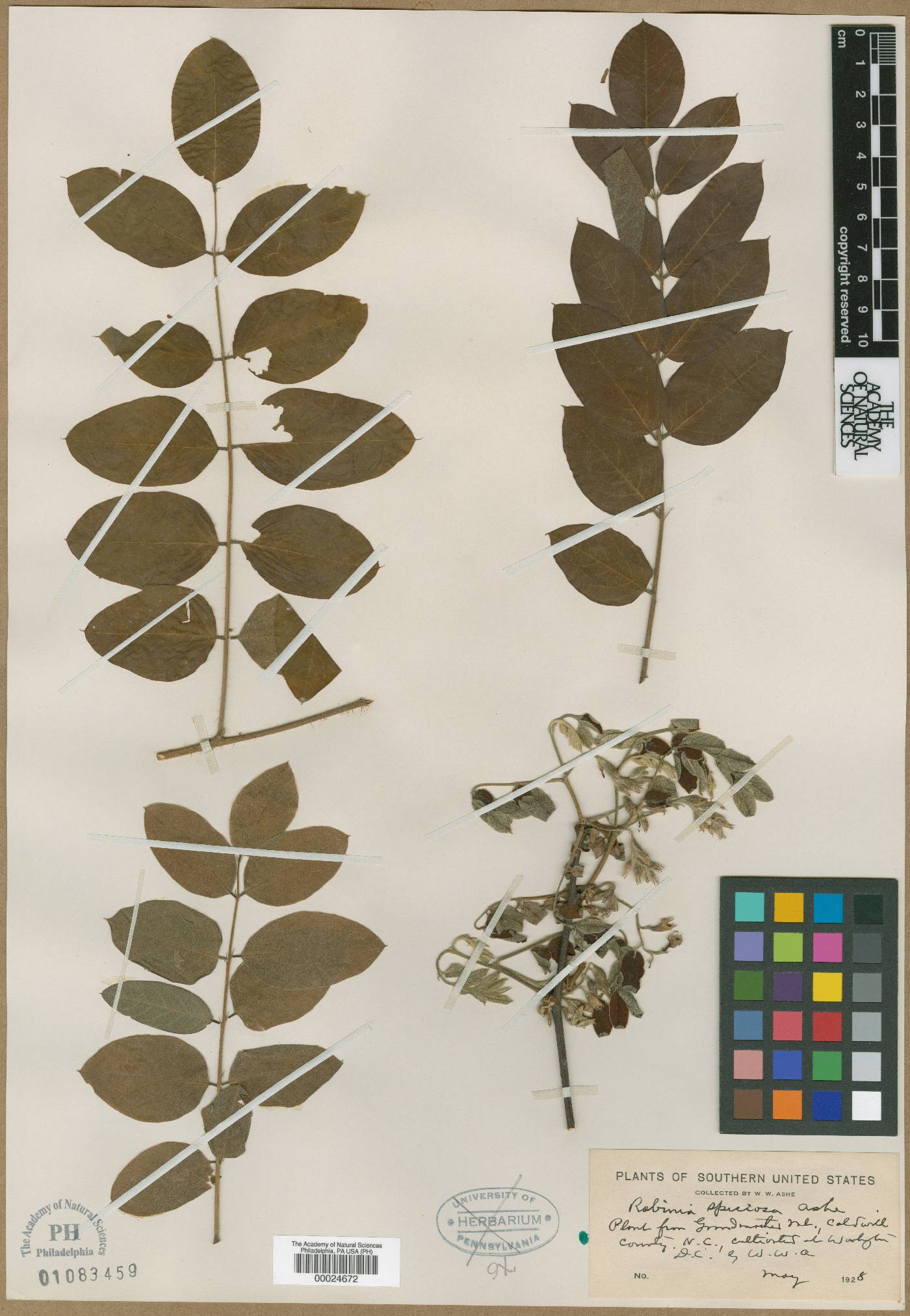 Robinia speciosa image