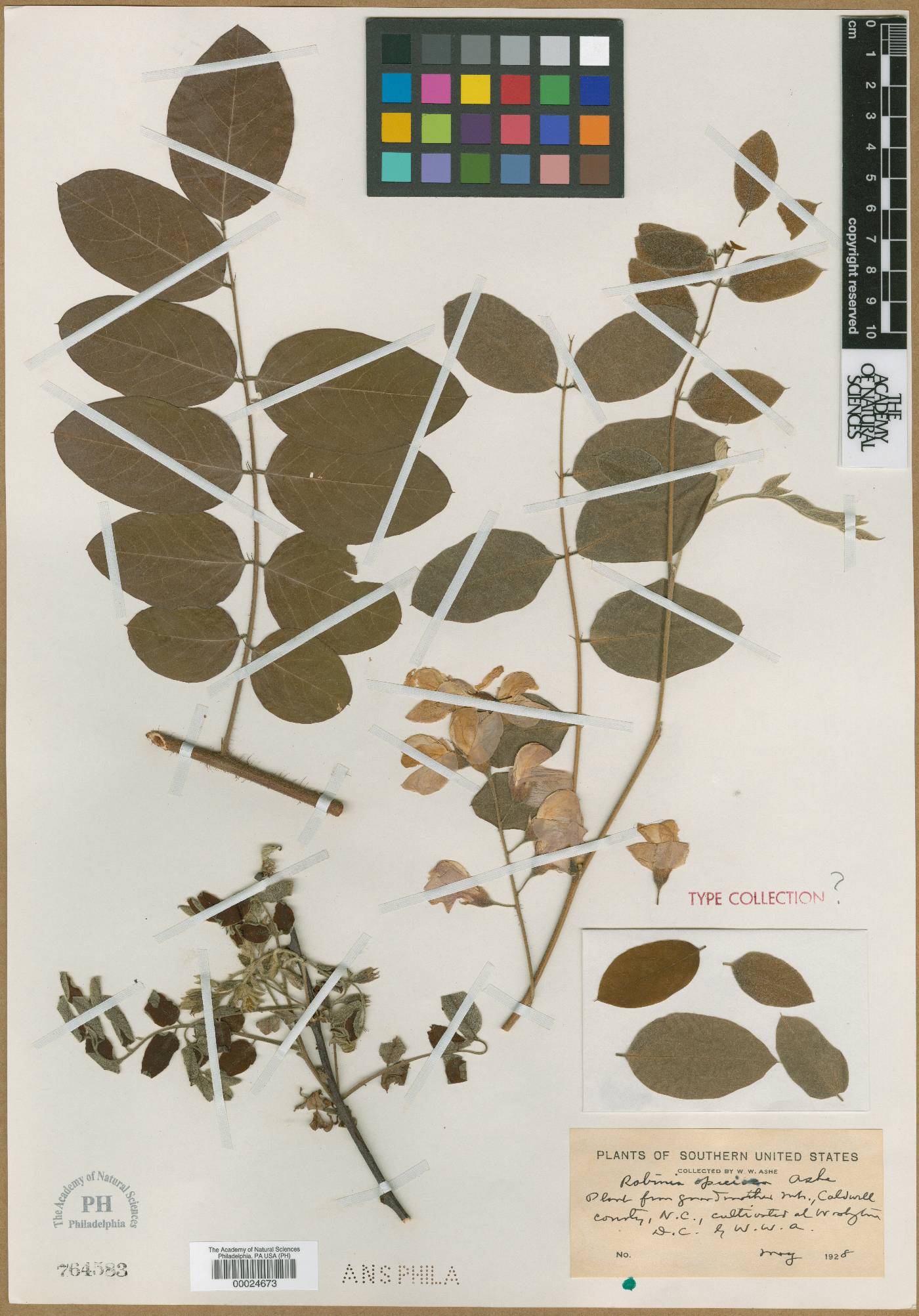 Robinia speciosa image