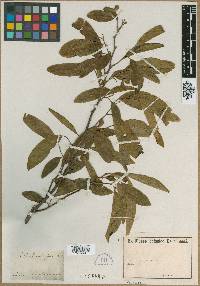 Image of Annona neosalicifolia
