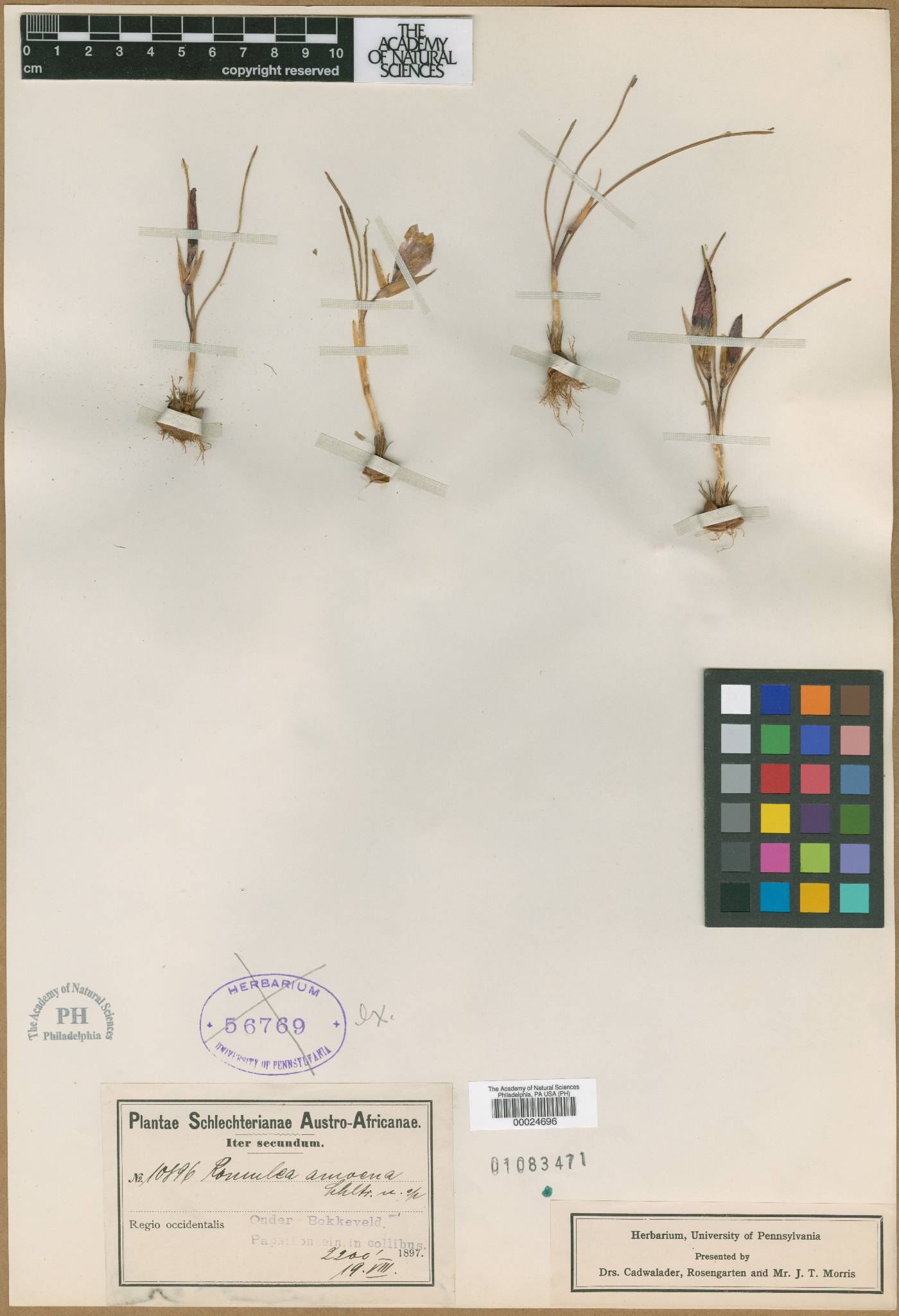 Romulea pudica image