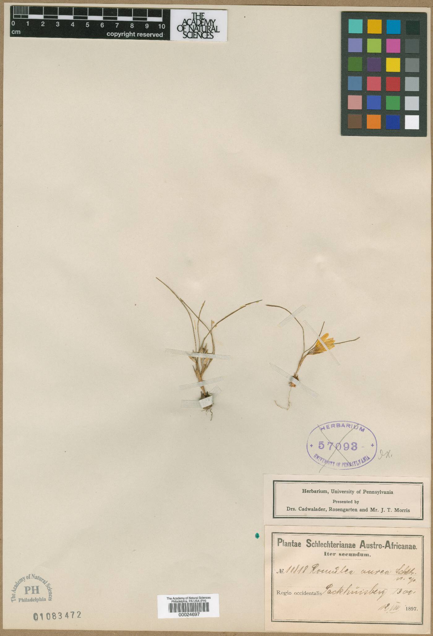 Romulea tortuosa subsp. aurea image