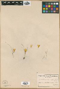 Romulea tortuosa subsp. aurea image