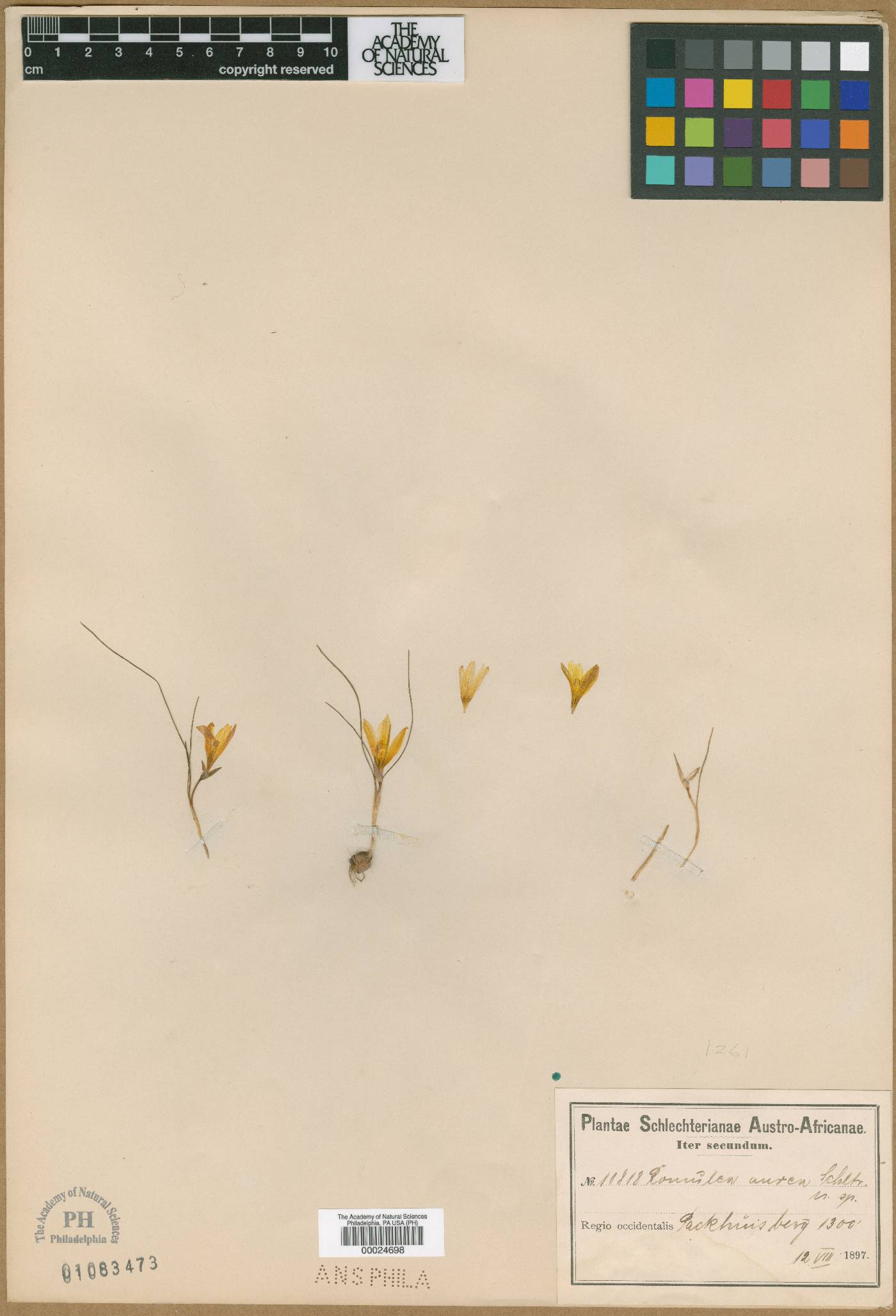 Romulea tortuosa subsp. aurea image