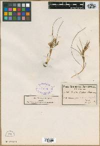 Image of Romulea biflora