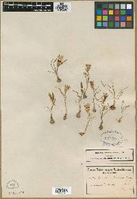 Romulea bulbocodium var. bulbocodium image