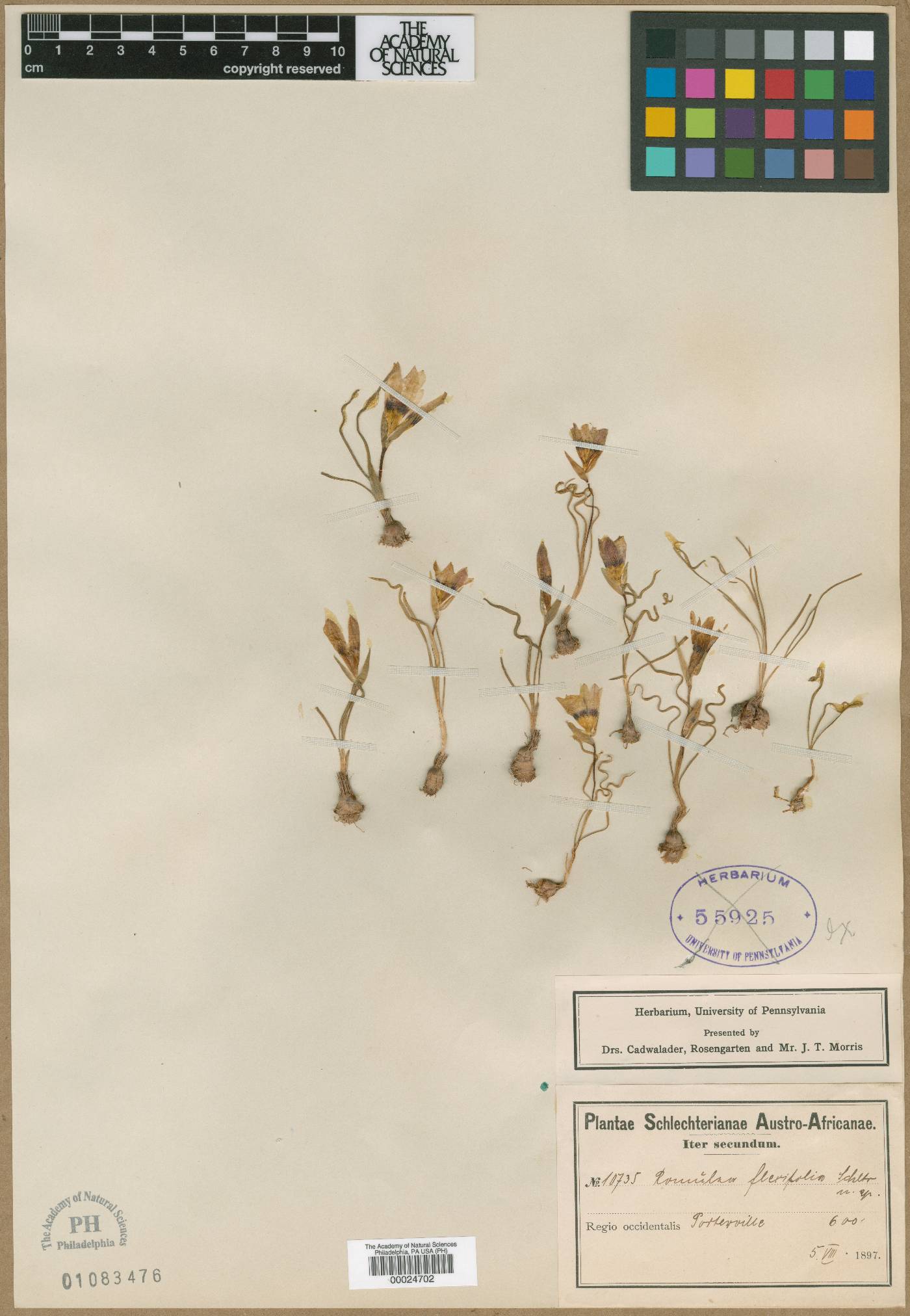 Romulea bulbocodium var. bulbocodium image