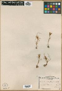 Romulea bulbocodium var. bulbocodium image