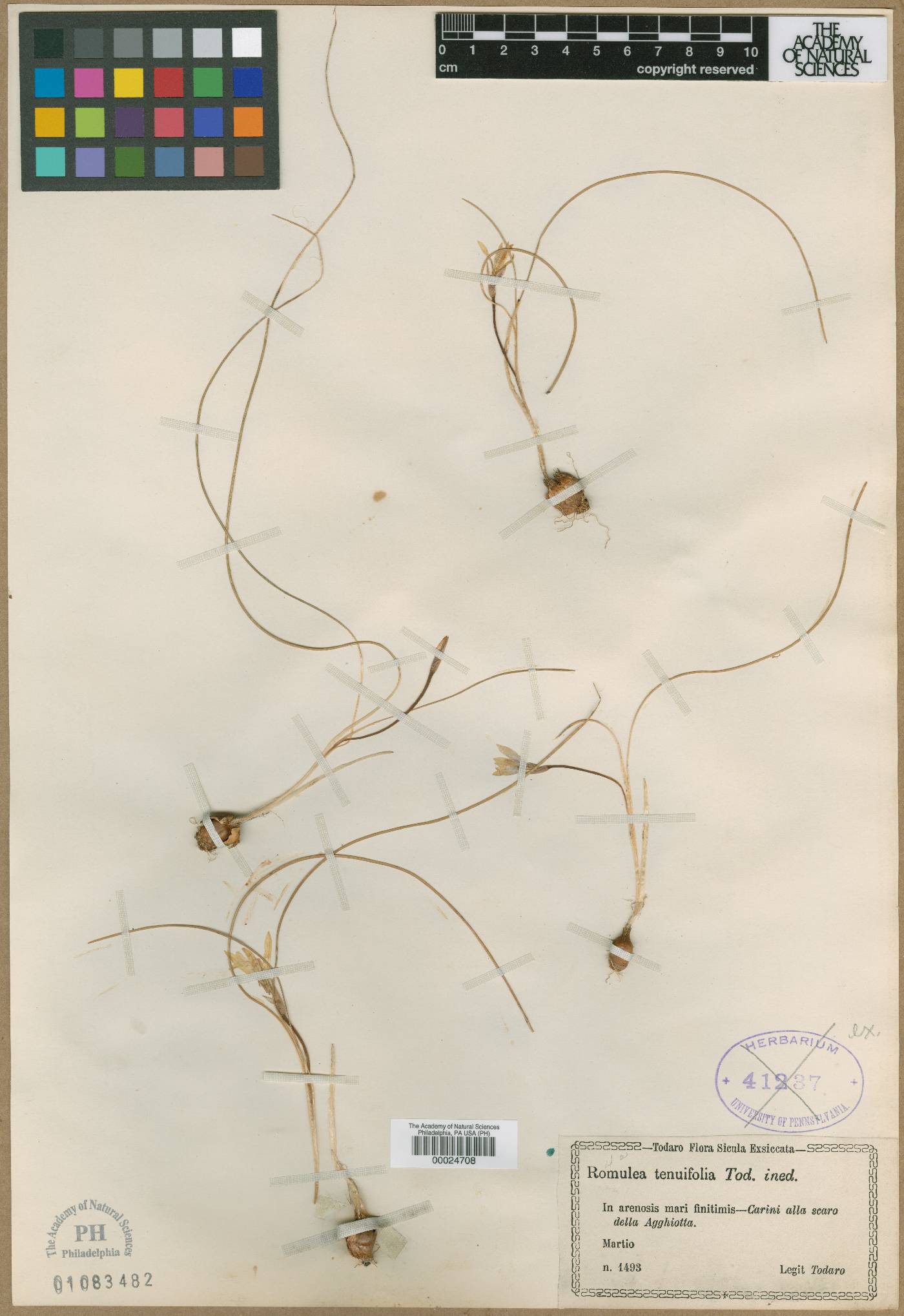 Romulea columnae subsp. rollii image