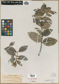 Rondeletia rigida image