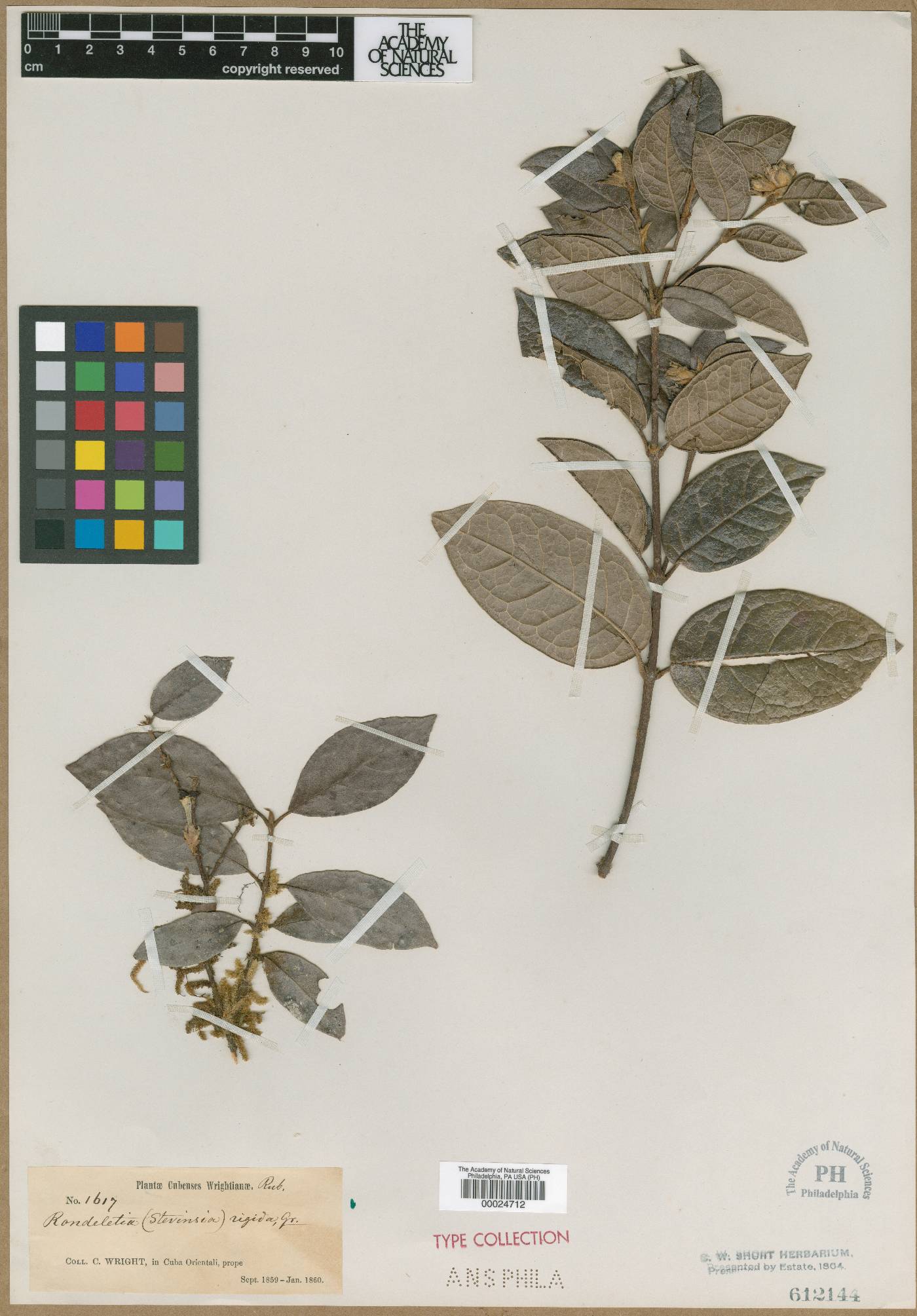 Rondeletia rigida image