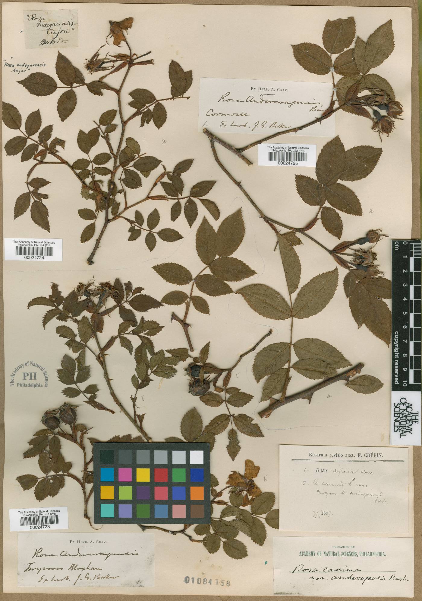 Rosa canina var. andegavensis image
