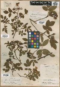 Rosa canina image