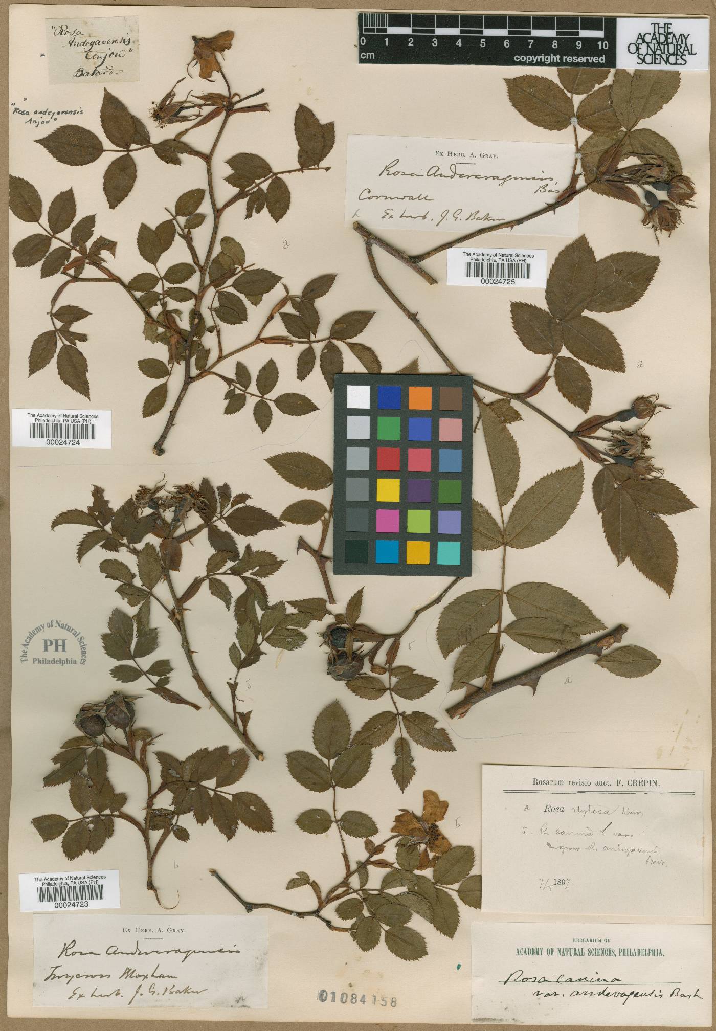 Rosa canina var. andegavensis image