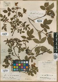 Rosa canina image