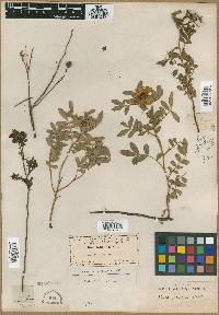 Rosa foliolosa image