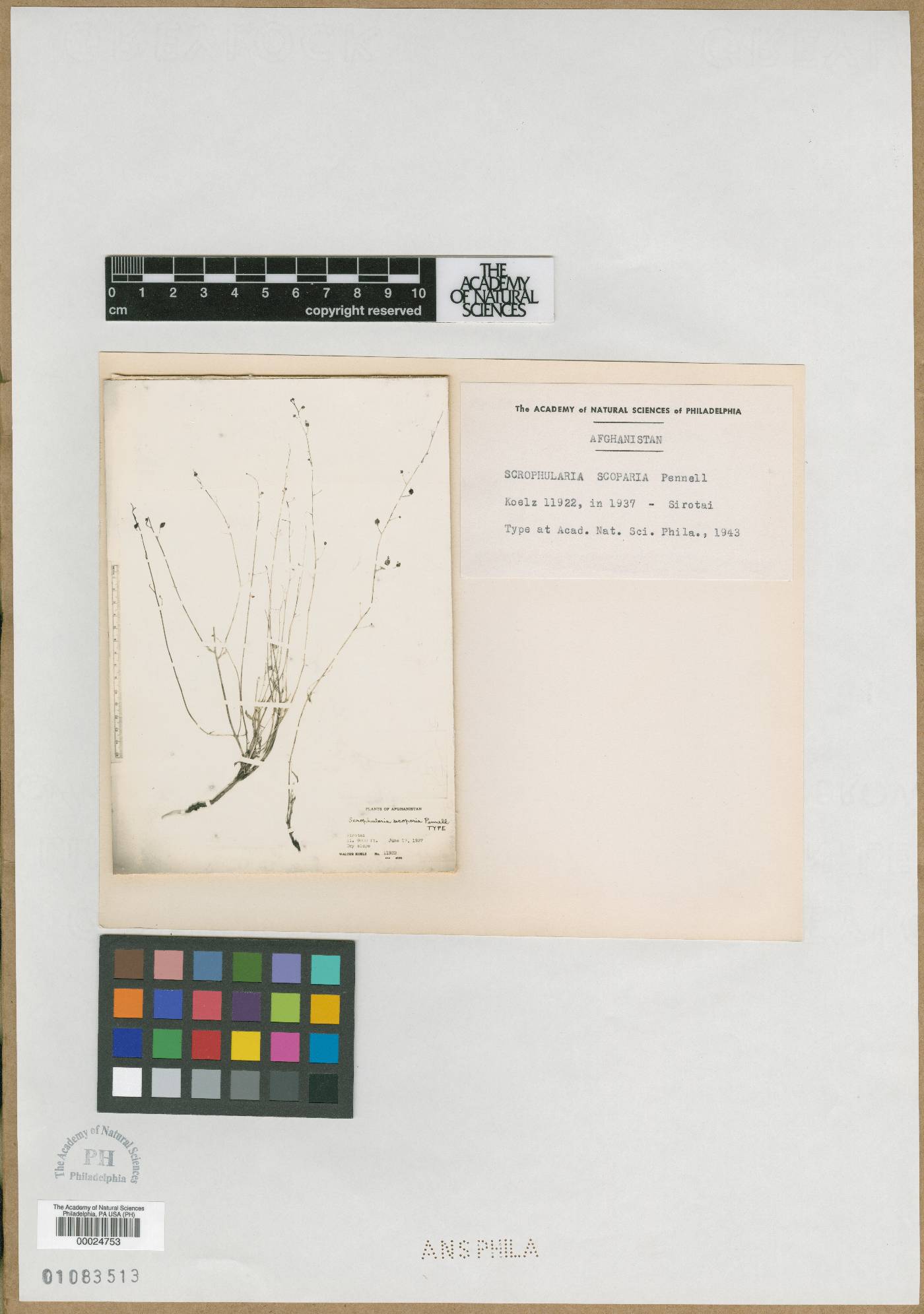 Scrophularia scoparia image