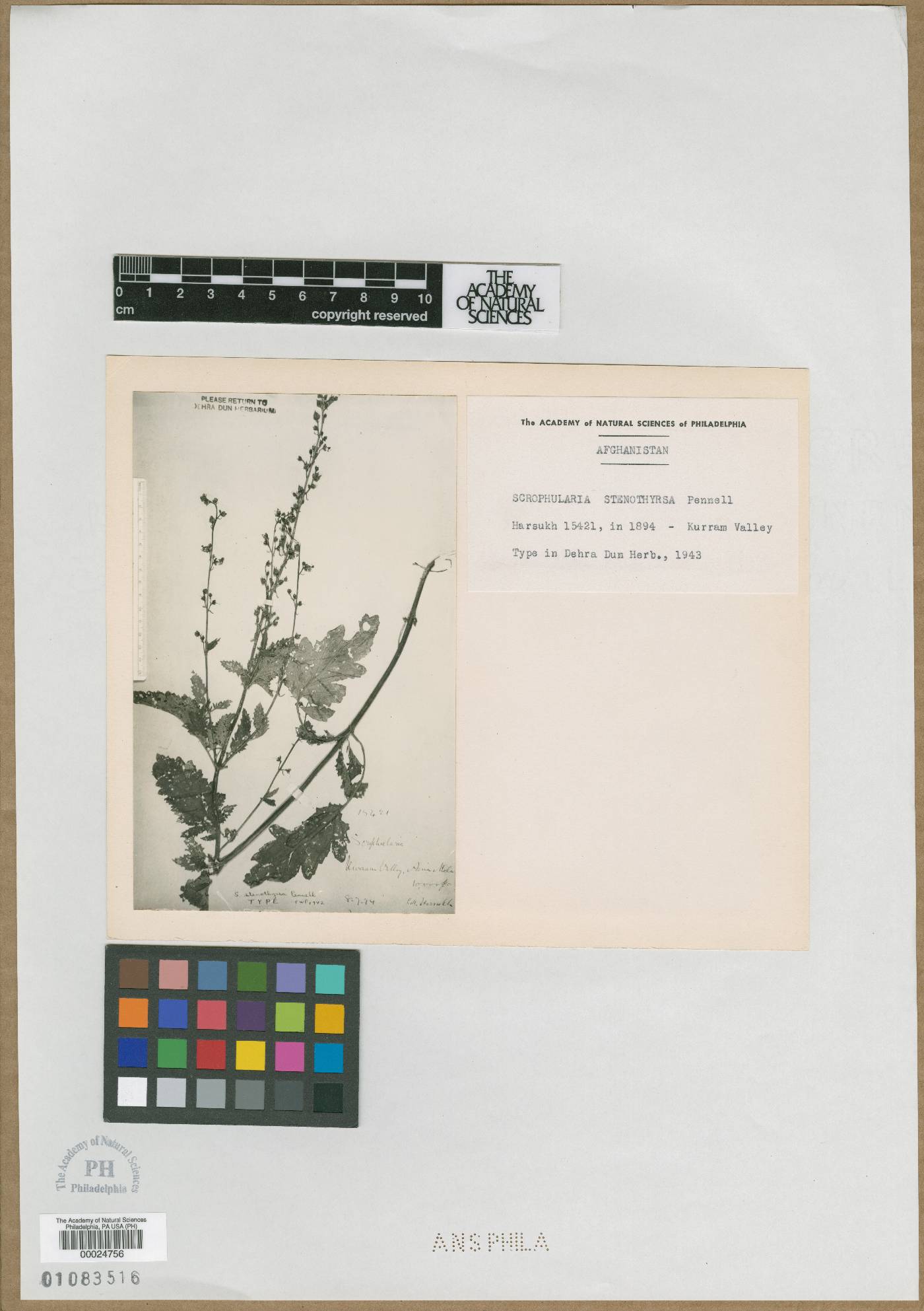 Scrophularia griffithii subsp. latifolia image