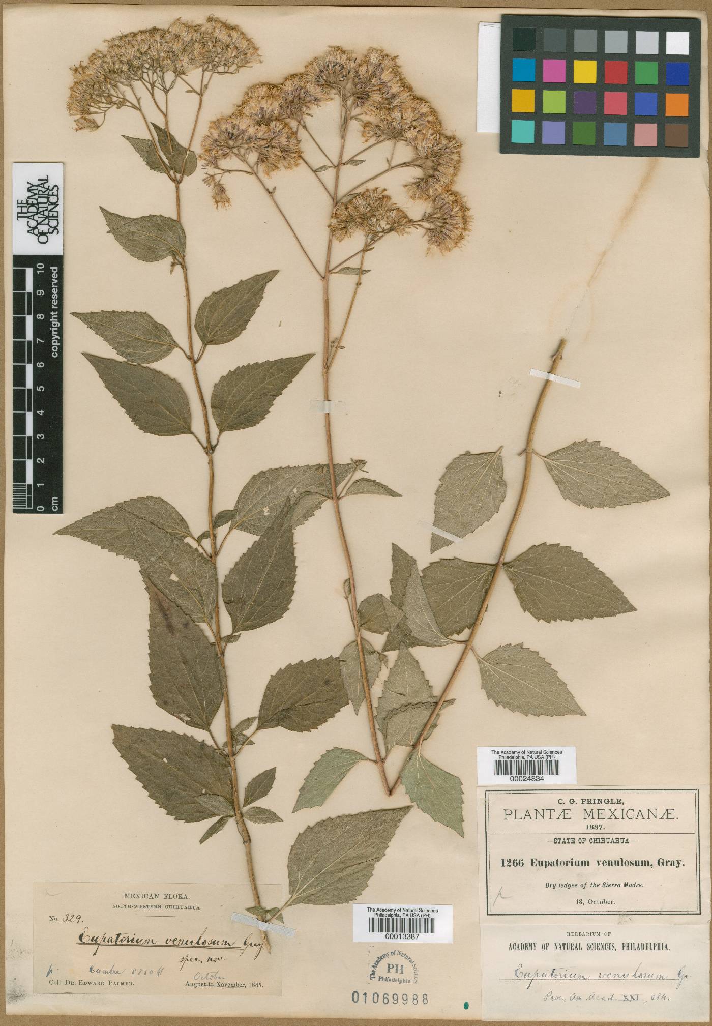 Eupatorium venulosum image