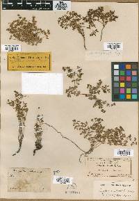 Euphorbia chaetocalyx var. triligulata image