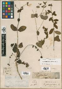 Euphorbia puberula image