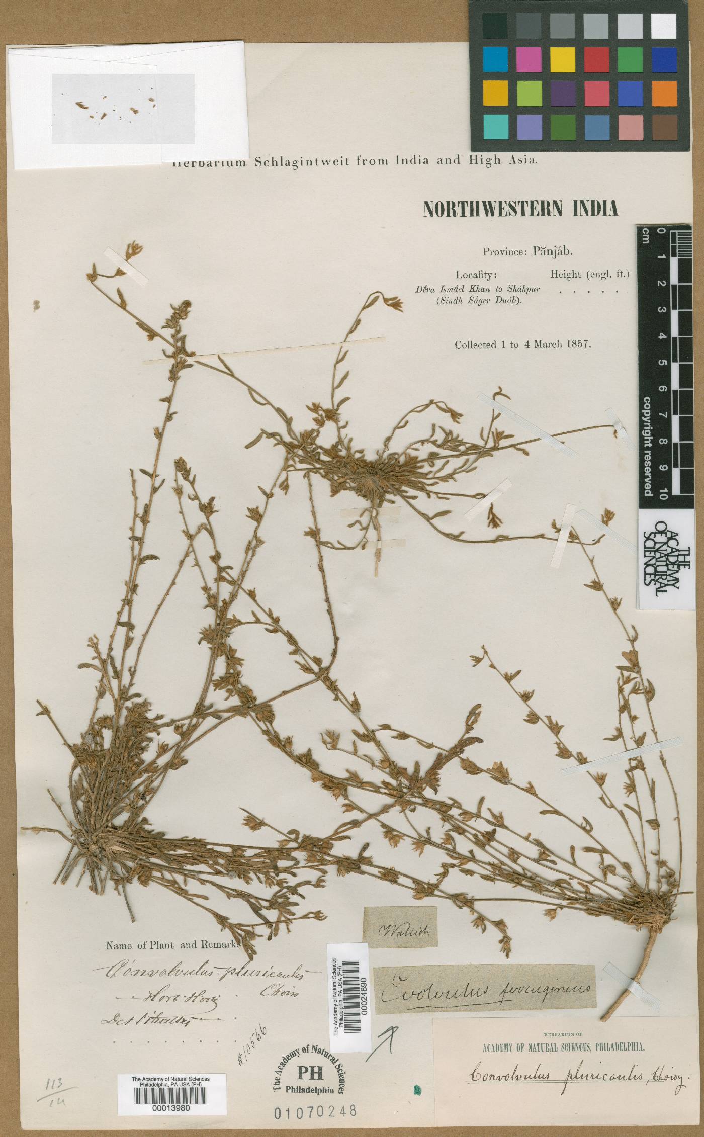 Evolvulus ferrugineus image