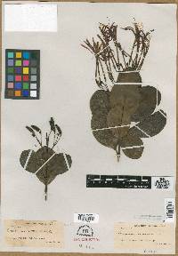 Solenandra rotundata image