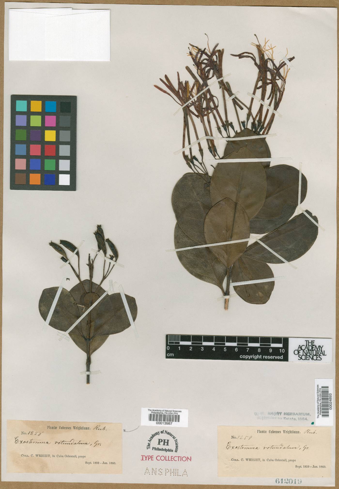 Solenandra rotundata image