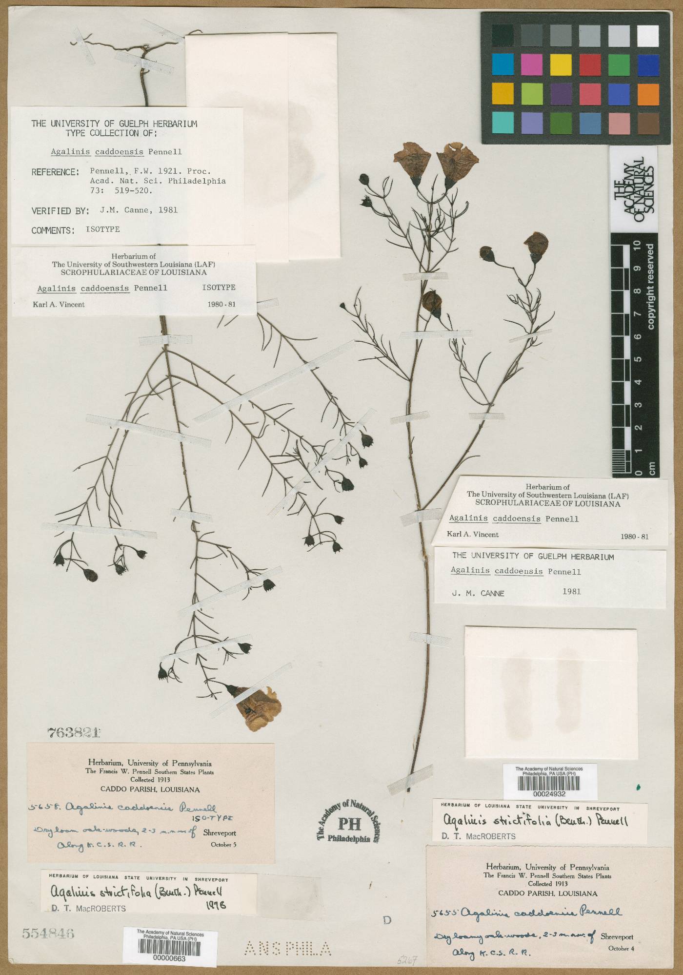 Agalinis caddoensis image