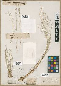 Agrostis elliottiana image