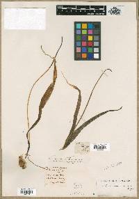 Allium neapolitanum image