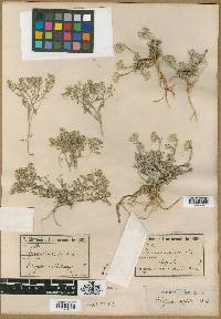 Alyssum harputicum image