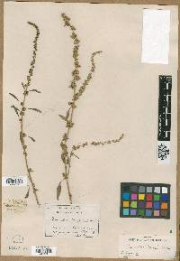 Amaranthus torreyi image